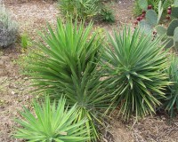 yucca aloifolia ab.jpg